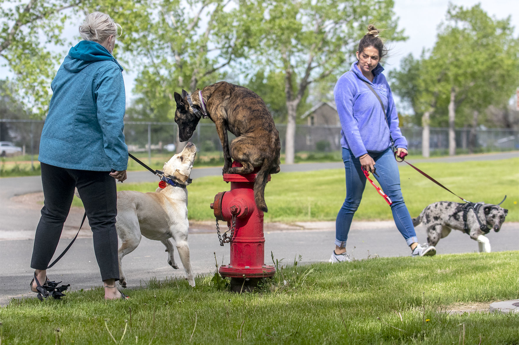 Doggo training